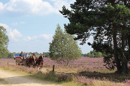 © Schneverdingen Touristik 