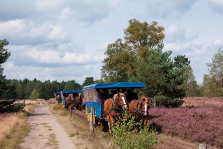 Kutschfahrt in der Osterheide