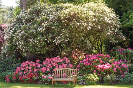 © Hobbie Rhododendron