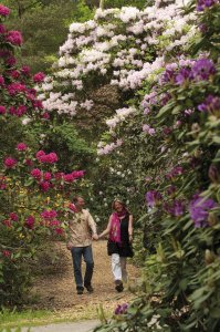 © Hobbie Rhododendron