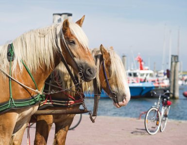 © Gemeinde- & Kurverwaltung Nordseeheilbad Insel Baltrum/Roman Mensing