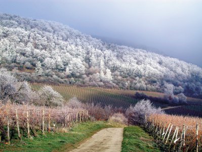 Weinberge im Winter Bad Dürkheim