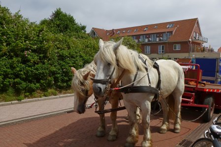 Pferdekutsche auf Juist