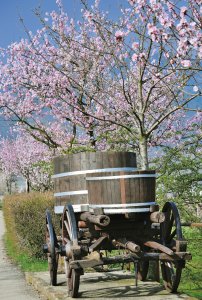 Pfälzer Mandelblüte