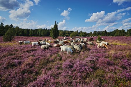Heidschnucken in der Lüneburger Heide