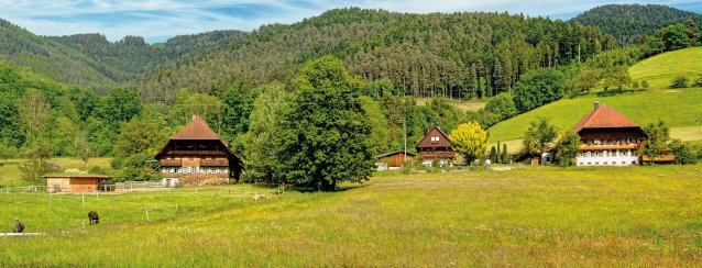 Frühling im Schwarzwald