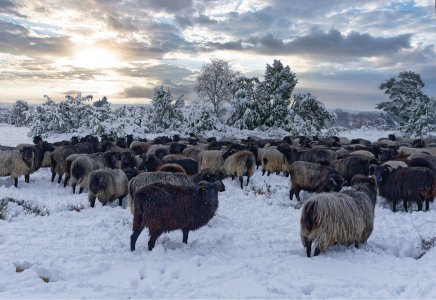 Heidschnuckenherde in der Lüneburger Heide