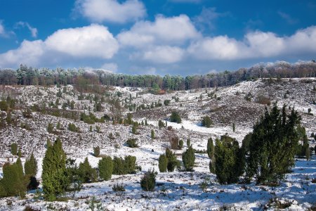 Lüneburger Heide im Schnee