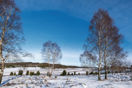 Lüneburger Heide im Winter