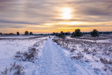 Lüneburger Heide im Winter
