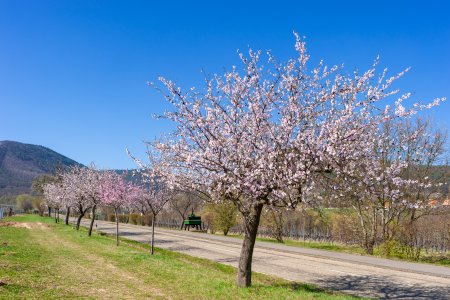 Mandelblüte in der Pfalz